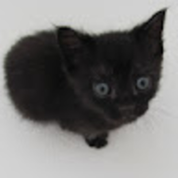 Meet your Posher, Fred - Picture 1 of 1